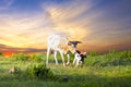 Longhorn Cow and Calves Grazing at Sunrise Royalty Free Stock Photo