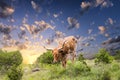 Longhorn Cow Grazing at Sunrise Royalty Free Stock Photo