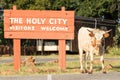 Longhorn cow guarding entrance sign at Holy City Royalty Free Stock Photo