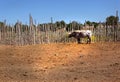 LongHorn Cow in Rural Corral of Pole Logs Royalty Free Stock Photo