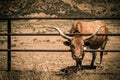 Longhorn Cow Royalty Free Stock Photo