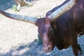 Longhorn cow in rural Royalty Free Stock Photo