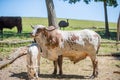 Longhorn cow in rural Royalty Free Stock Photo