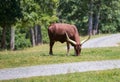 Longhorn cow in rural Royalty Free Stock Photo