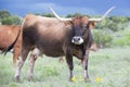 Longhorn cow Royalty Free Stock Photo