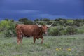 Longhorn cow with thunderstorms in background Royalty Free Stock Photo