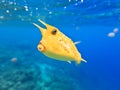 Longhorn cowfish Royalty Free Stock Photo