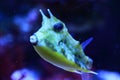 Longhorn cowfish Royalty Free Stock Photo