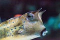 Longhorn cowfish, Lactoria cornuta