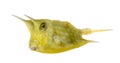 Longhorn cowfish, Lactoria cornuta, isolated Royalty Free Stock Photo