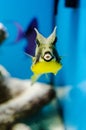 Longhorn cowfish Royalty Free Stock Photo