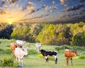 Longhorn Cows and Calves Grazing at Sunrise Royalty Free Stock Photo