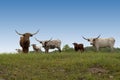 Longhorn Cows on the Hill Royalty Free Stock Photo