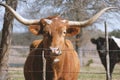 Longhorn cow face at fence