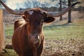 Longhorn heifer with rustic image texture. Great for agriculture industry image or ranch decor print. Royalty Free Stock Photo