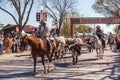 Longhorn herd walk in stockyards in Fort Worth, Texas