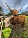 Longhorn highland cow and calf on a farm in grey skies in Rutland, England.