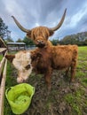 Longhorn highland cow and calf on a farm in grey skies in Rutland, England.