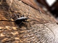 Longhorn or pine-shoot beetle on the wooden wall