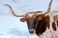 Longhorn and Sky Royalty Free Stock Photo
