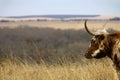 Longhorn stares across rangeland