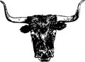 Longhorn steer