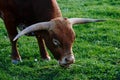 Longhorn Steer Grazing