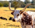 Longhorn steer head and neck