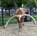 Longhorn Steer, extremely long horns, Oklahoma State iFair