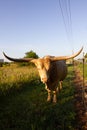 Longhorn steer staring straight ahead with blue sky Royalty Free Stock Photo