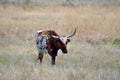 Longhorn steer at the Wichita Mountains National  wildlife refuge Oklahoma Royalty Free Stock Photo