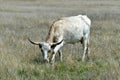 Longhorn steer at the Wichita Mountains National  wildlife refuge Oklahoma Royalty Free Stock Photo