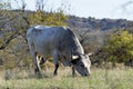 Longhorn steer at the Wichita Mountains National  wildlife refuge Oklahoma Royalty Free Stock Photo