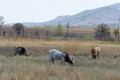 Longhorn steer at the  Wichita Mountains National wildlife refuge Oklahoma Royalty Free Stock Photo