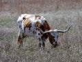 Longhorn steer at the Wichita Mountains National  wildlife refuge Oklahoma Royalty Free Stock Photo