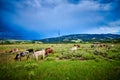 Longhorn Steers grazing in a field with stormy sky Royalty Free Stock Photo