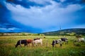 Longhorn Steers grazing in a field with stormy sky Royalty Free Stock Photo