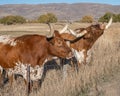 Longhorn Steers