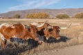 Longhorn Steers