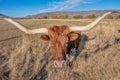 Longhorn Steers
