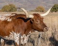 Longhorn Steers