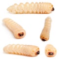 Longhorned Beetle larvae, Cerambycidae Sp