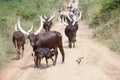 Longhorned cow with suckling calf Royalty Free Stock Photo