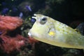 Longhorned Cowfish Royalty Free Stock Photo