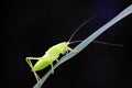 longhorned grasshoppers Royalty Free Stock Photo
