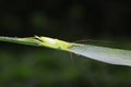 longhorned grasshoppers nymphs Royalty Free Stock Photo