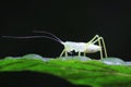 longhorned grasshoppers nymphs Royalty Free Stock Photo
