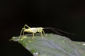 longhorned grasshoppers nymphs Royalty Free Stock Photo