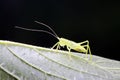 longhorned grasshoppers nymphs Royalty Free Stock Photo
