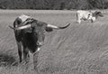 Longhorns Royalty Free Stock Photo